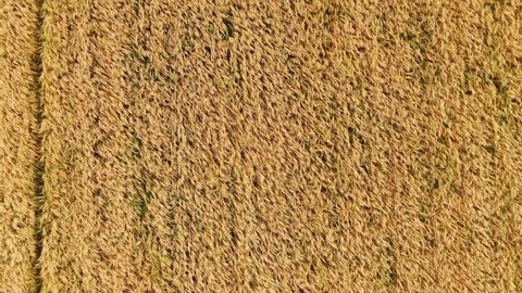 Walking Yellow Wheat Field Summer