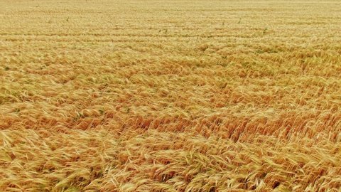 Walking Through a Yellow Wheat Field in Ryazhsk