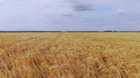 Walking Through a Yellow Wheat Field in Ryazhsk