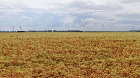 Walking in a Yellow Wheat Field, Ryazhsk