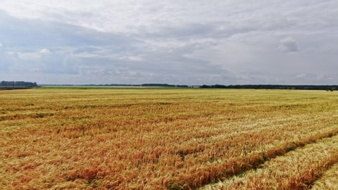 Walking Through a Yellow Wheat Field in Ryazhsk