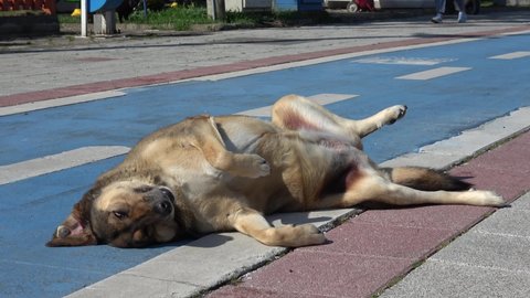 Fethiye, Turkey - 2nd of April 2021: 4K Funny dog lays belly up half dead on the street
