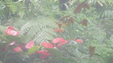 Beautiful rain forest tropical garden with blooming red flamingo flowers, tropical green leaf with fog and rain. Red and pink anthurium flower also known as tail flower, flamingo flower and laceleaf.