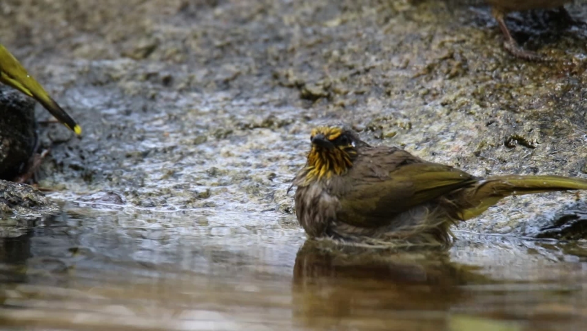 Many Birds taking a bath