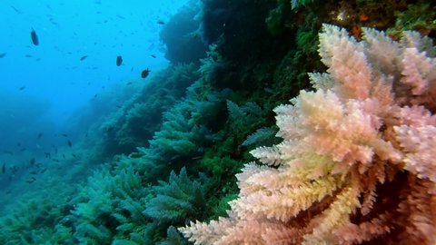 POV Underwater landscape - Scuba diving in a Mediterranean reef