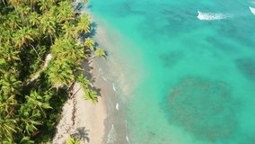 Tropical paradise background 4k stock video footage. Atlantic coastline with palm forest on white sand beach. The tropical nature of a paradise island. Turquoise ocean and clean palm beach landscape.