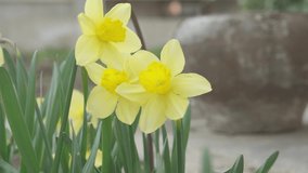 Daffodils in the green field