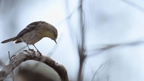 Pine warbler bird perched then flies off of branch. Stock wildlife FullHD footage