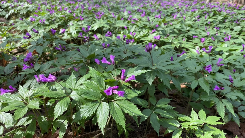 Dentaria glandulosa. The flowers of lilac Cardamine sway in the wind in the forest in blooming time. First flowers of the spring. Close-up