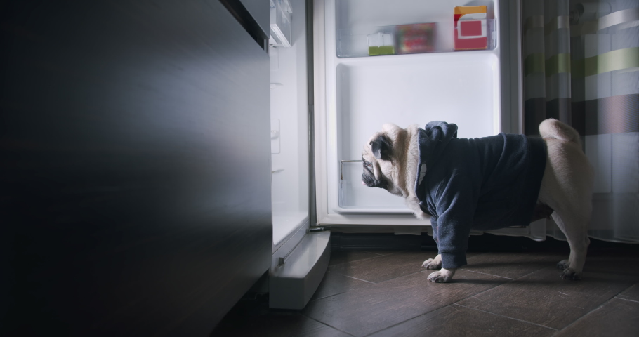 Funny hungry pug dog looking into the open fridge at night, standing near the refrigerator, looking at the camera. Want to eat at night. Failed diet. Extra calories. Funny pet inspects products Royalty-Free Stock Footage #1071364399