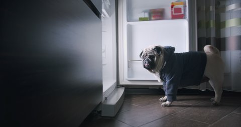 Funny hungry pug dog looking into the open fridge at night, standing near the refrigerator, looking at the camera. Want to eat at night. Failed diet. Extra calories. Funny pet inspects products