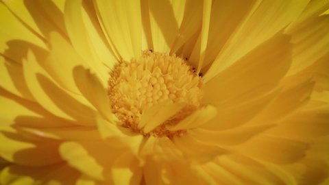 Calendula flower. Marigold flower macro shot. Yellow beutiful flower. Nature concept. Calendula officinalis. Spring time
