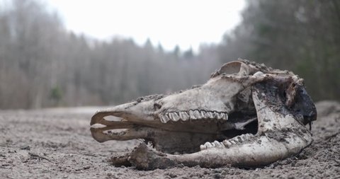 moose skull on the side of a country road