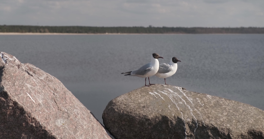 Black-headed gull on a stone near the sea