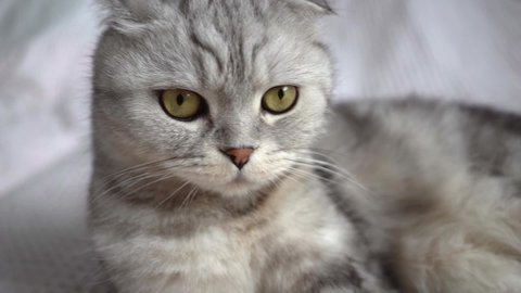 a thoroughbred Scottish Fold cat looks and licks his lips. Slowing down the movement of the cat's tongue. Hungry cat, eyes wide open. a beautiful fluffy cat is lying on the bed and resting