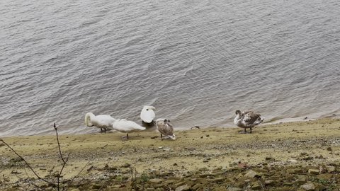 Slowmotion shot of swans family scratching on lake shore during daylight. Preening and grooming feathers of skin.