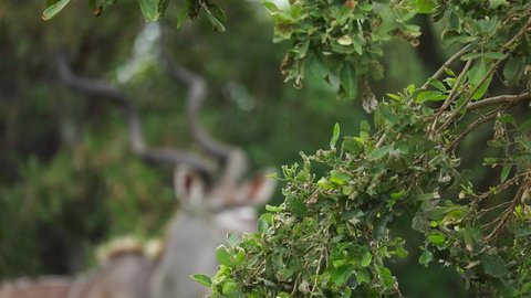 Rack focus from green leaves to a male kudu standing in the background, Kruger National Park.