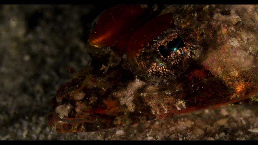 toadfish sitting on bottom of reef in Indonesia