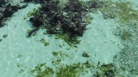 Video of key largo ocean reef