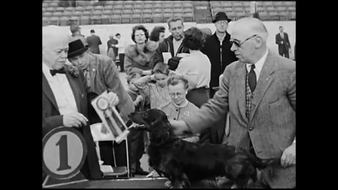 CIRCA 1964 - Winning prizes at a dog show are given to a dachshund, collie, English sheepdog, and Great Dane.