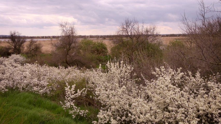 Many fruit trees such as cherries bloom in the spring. Odessa oblast (Ukraine).
