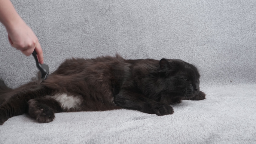 A beautiful black cat relaxes from being brushed with a comb while lying on a gray sofa, pet concept.