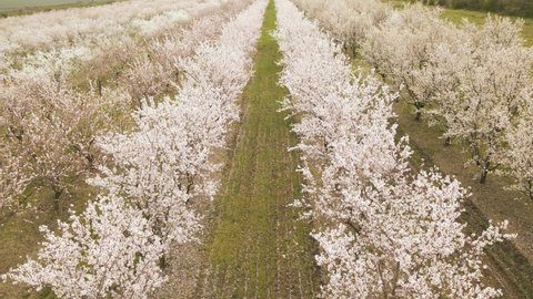 Drone photo of miles of rows of blooming apple trees, aerial view of a Cherry orchard in bloom. Blossoming garden in spring