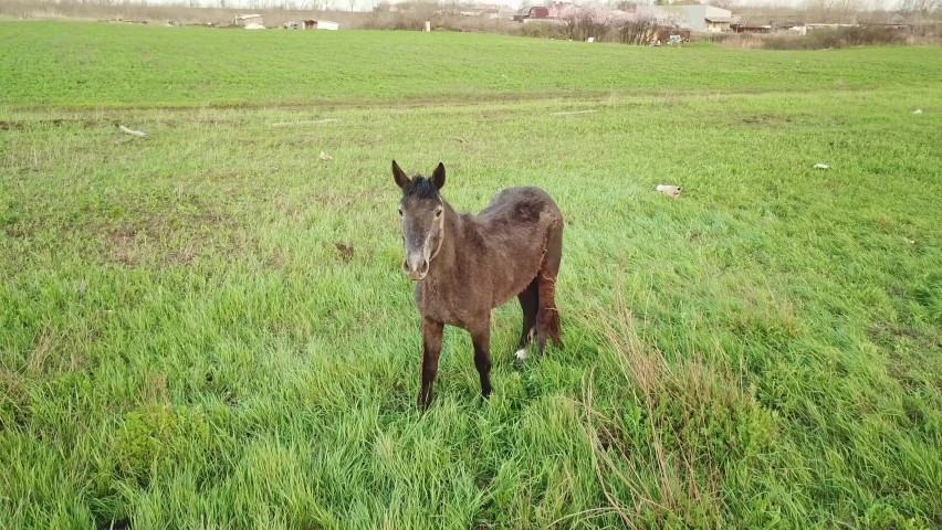 a young horse grazes in a spring meadow. pastures for pets. farm.  riding.