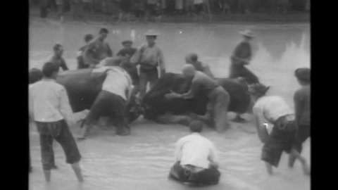 CIRCA 1940s - Crowd watches water buffalo fight in 1943.