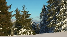 A sunny small meadow on the slope of a small hill surrounded by evergreen trees in the winter in the Carpathian mountains
