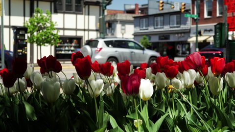 A static establishing shot of a small town intersection. Colorful tulips in the foreground.  	