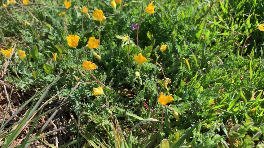 Close-up of yellow flowers on a road