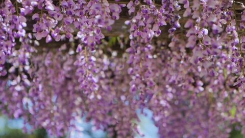 Wisteria flowers blooming on the wisteria shelf in full bloom