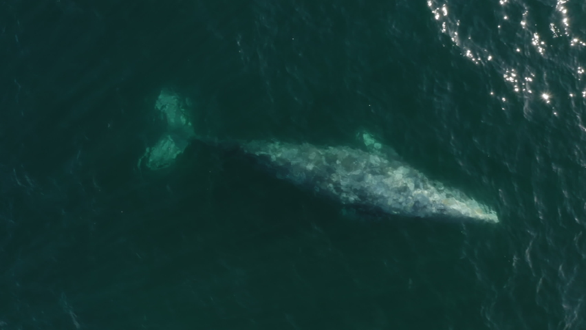 Endangered wildlife areal drone footage 4K. Gray whales migration along California coastline from Mexico to Alaska, Pacific ocean waters. Whale watching background. Wild Nature protection conservation Royalty-Free Stock Footage #1071404437