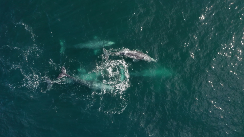 Aerial view mother and six calves gray whales swimming together in blue ocean water. Unique exclusive footage grey whales family together spouting rainbow. Wild mammal animal, 4K nature background Royalty-Free Stock Footage #1071404470