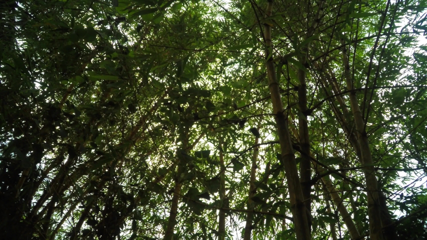 Yellow big bamboo trees are mooving with wind.