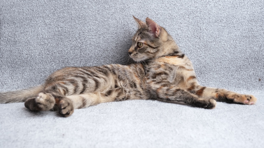 Beautiful Little tabby cat relaxes from being brushed with a comb while lying on a gray sofa, pet concept.