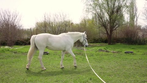 The horse walks in a circle on the cord. A white horse in a bridle trains in nature. Green grass, early spring front view