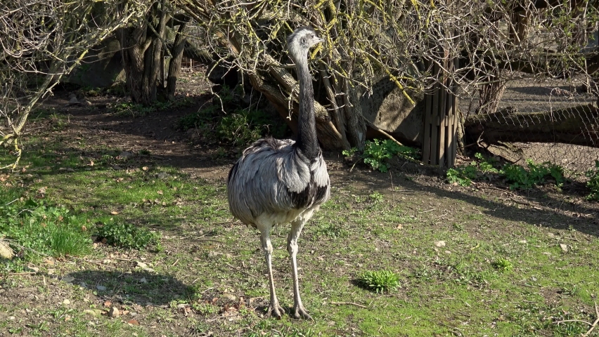Greater rhea, rhea americana, standing in summer nature. 
