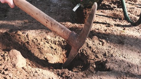 Strong Caucasian Male Digging Out Rock from Ground in Garden using Pickaxe
