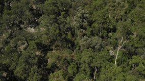 Aerial video footage of Australian bushland, rising up over sheer cliffs on blue sky autumn day.