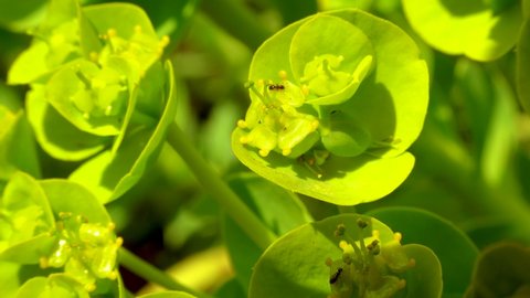 Small ants eat on a flower blue myrtle spurge, broad-leaved glaucous-spurge (Euphorbia myrsinites)