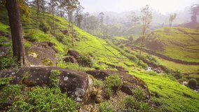 Tea bushes growing in neat rows along the sloping hillsides of a tea plantation in Nuwara Eliya. Sri Lanka