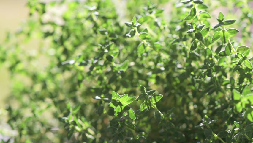 Details, macro of single leaves of thyme in sunlight with soft movement. Light and shadow. Very shallow depth of field
 | Shutterstock HD Video #1071416875