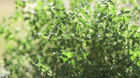 Details, macro of single leaves of thyme in sunlight with soft movement. Light and shadow. Very shallow depth of field
