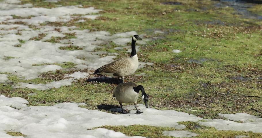Two Canadian geese walking across the half snow covered green grass beside the waters edge on a spring day in Gatineau, Quebec.
