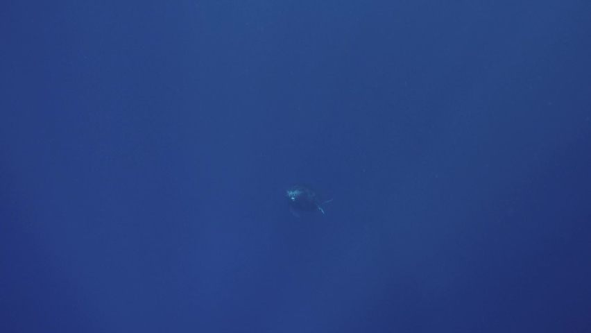 Young humpback whale approaches from the deep blue, clear water around the island of Tahiti, south Pacific, French Polynesia. Shot above and below surface. Slow motion shot.