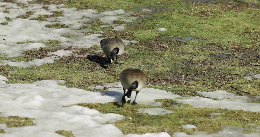 Two Canadian geese feeding on grass beside the waters edge on a spring day in Gatineau, Quebec.