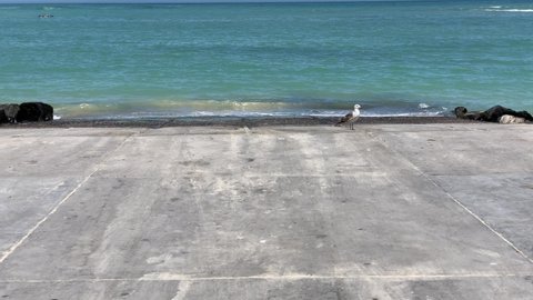 Boat slipway waters edge with a seagull and a boat in the ocean