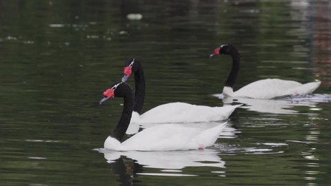 Close up of three black-necked swans swimming inline on a peaceful pond. Slow motion.